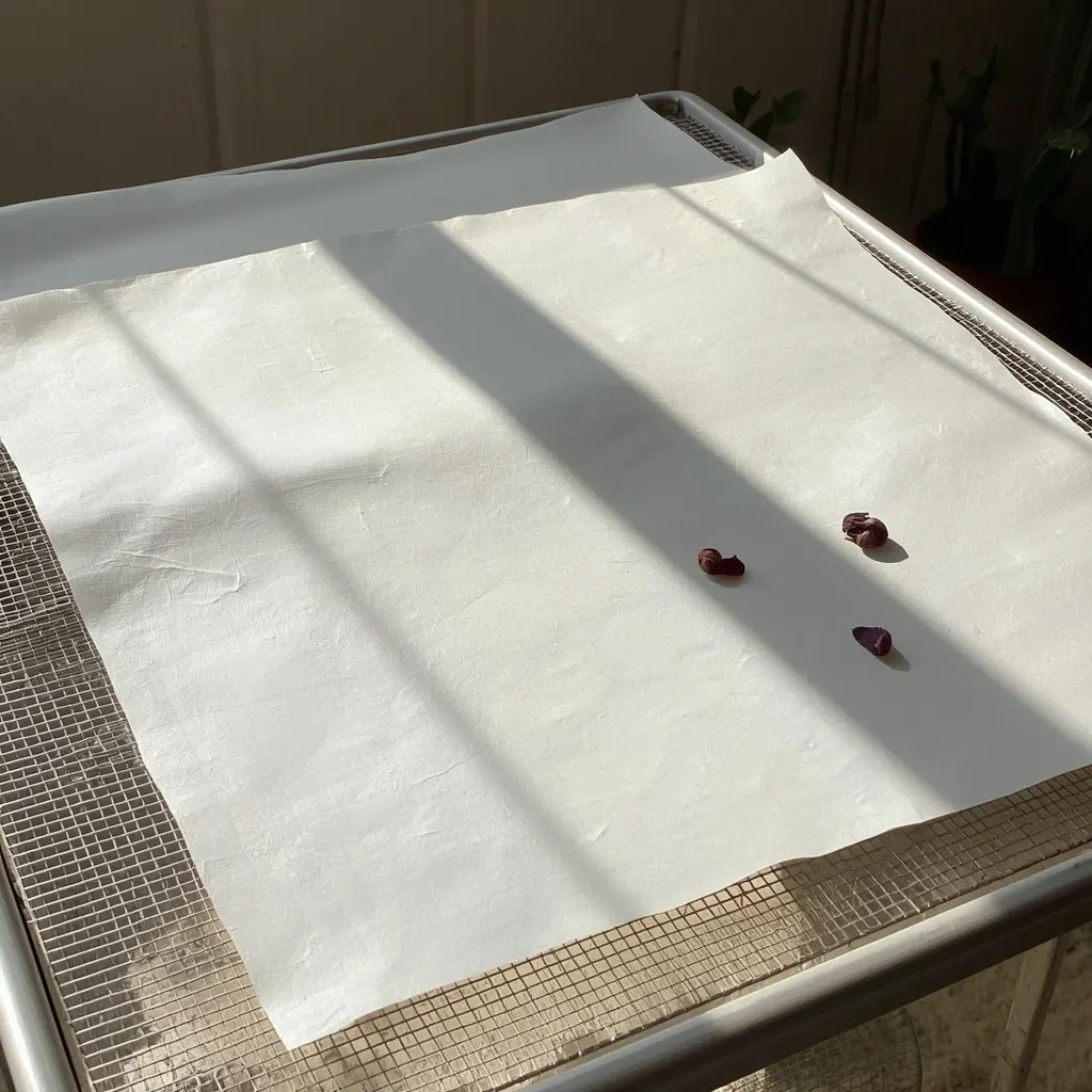 Finished handmade paper sheets drying, the end result of learning how to make homemade paper pulp.